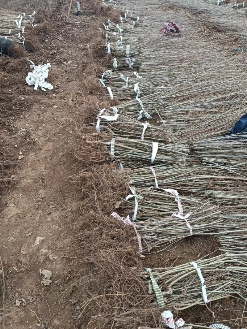 中国金叶榆基地金叶榆批发金叶榆嫁接金叶榆产地直销