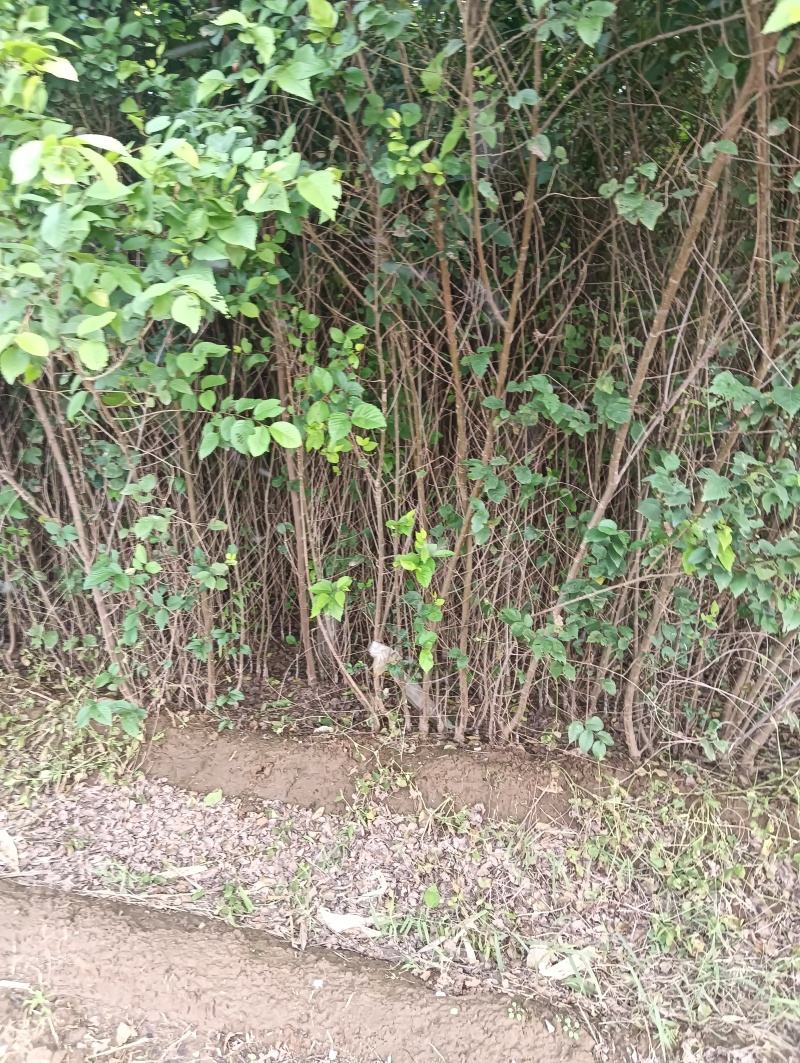 中国金叶榆基地金叶榆批发金叶榆嫁接金叶榆产地直销