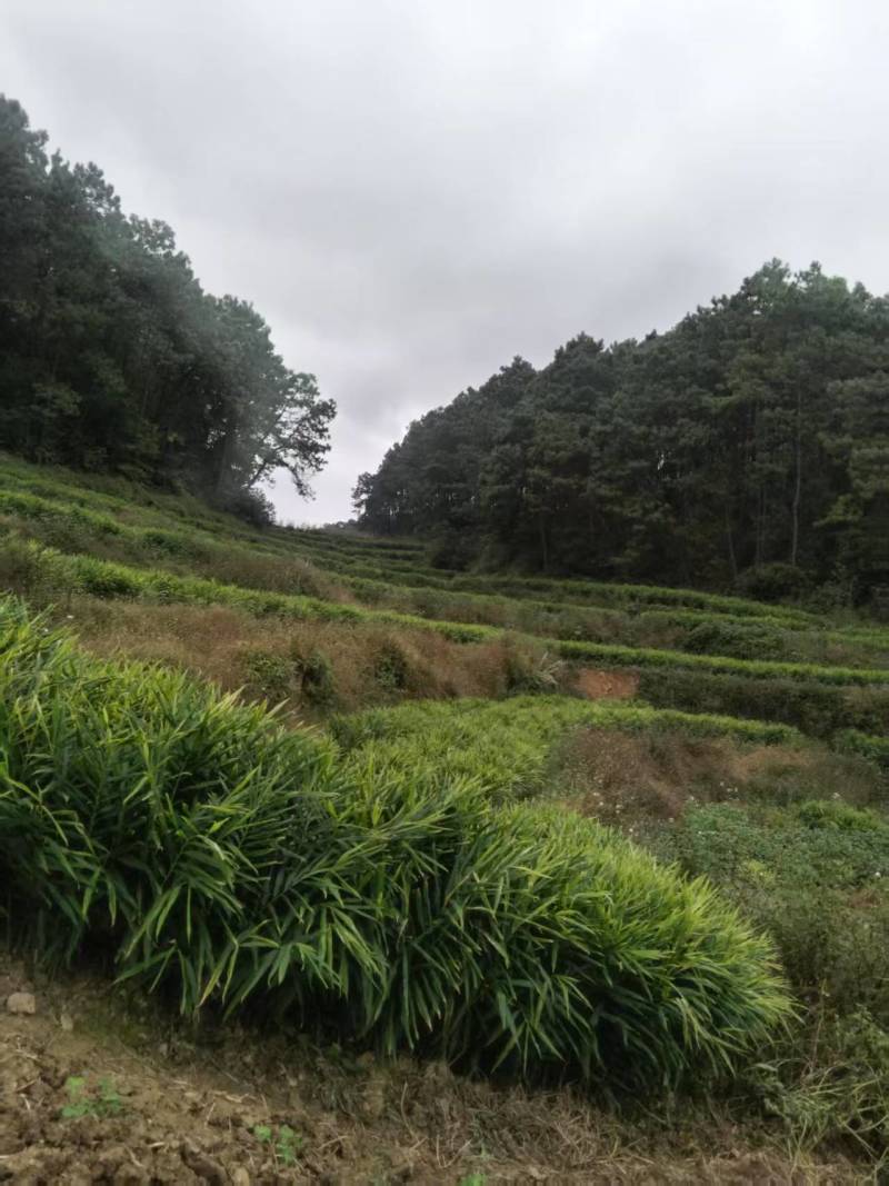 二黄姜农户***种植现挖现售