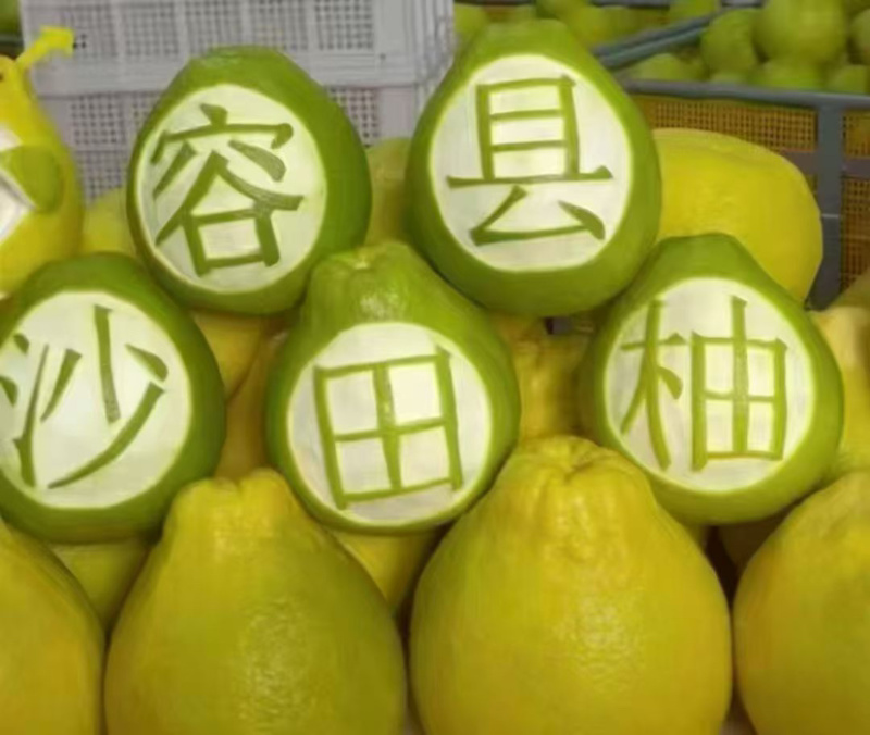 广西玉林容县沙田柚，精品，一件代发，快递包邮到家。