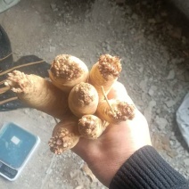 贵州高山党参一手货源保质保量可视频看货常年供应