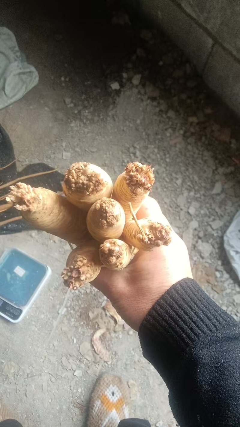 贵州高山党参一手货源保质保量可视频看货常年供应