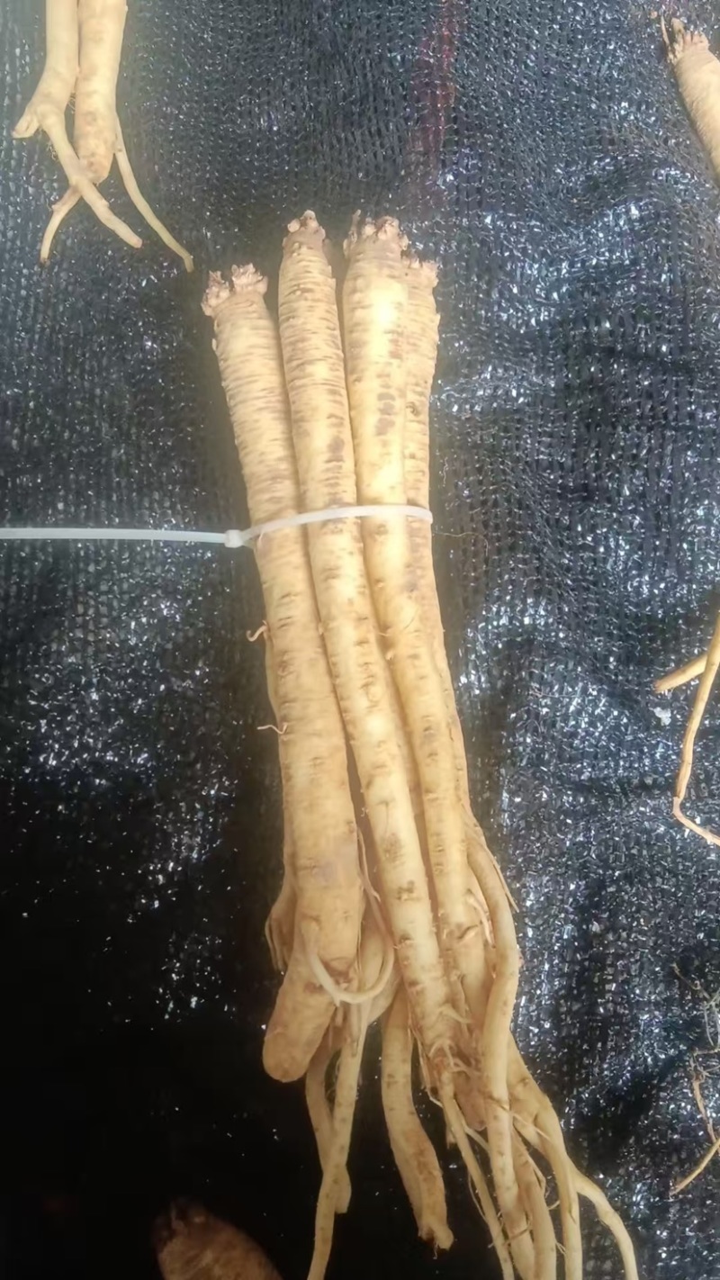 贵州高山党参一手货源保质保量可视频看货常年供应