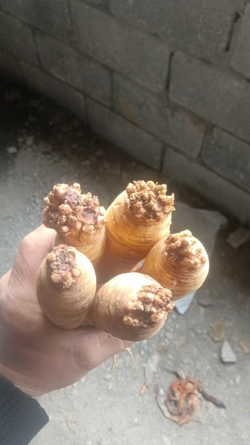 贵州高山党参一手货源保质保量可视频看货常年供应