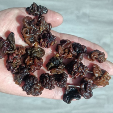 核桃菌小颗粒猴脑菌核桃菌又名猴脑菇核桃菌好紧实的货核桃菌