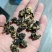 核桃菌小颗粒猴脑菌核桃菌又名猴脑菇核桃菌好紧实的货核桃菌