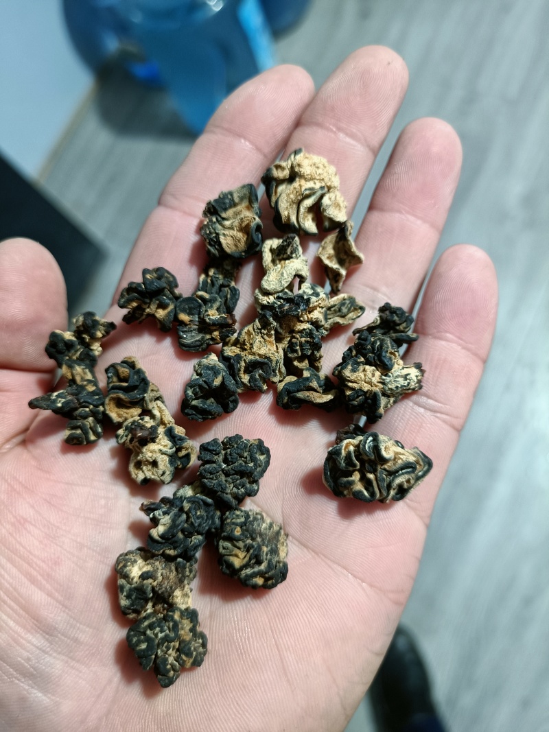 核桃菌小颗粒猴脑菌核桃菌又名猴脑菇核桃菌好紧实的货核桃菌