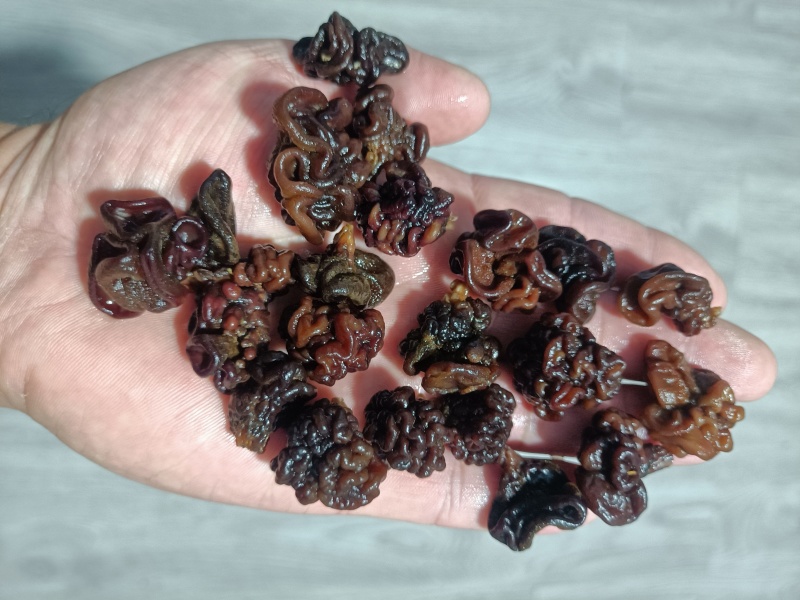 核桃菌小颗粒猴脑菌核桃菌又名猴脑菇核桃菌好紧实的货核桃菌