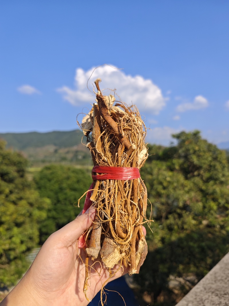 野生五指毛桃(正常捆扎)也可以砍小块