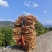 野生五指毛桃(正常捆扎)也可以砍小块