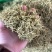 金银花源头好货产地直发量大从优质量保证货真价实假一赔十