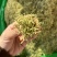 金银花源头好货产地直发量大从优质量保证货真价实假一赔十