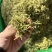 金银花源头好货产地直发量大从优质量保证货真价实假一赔十