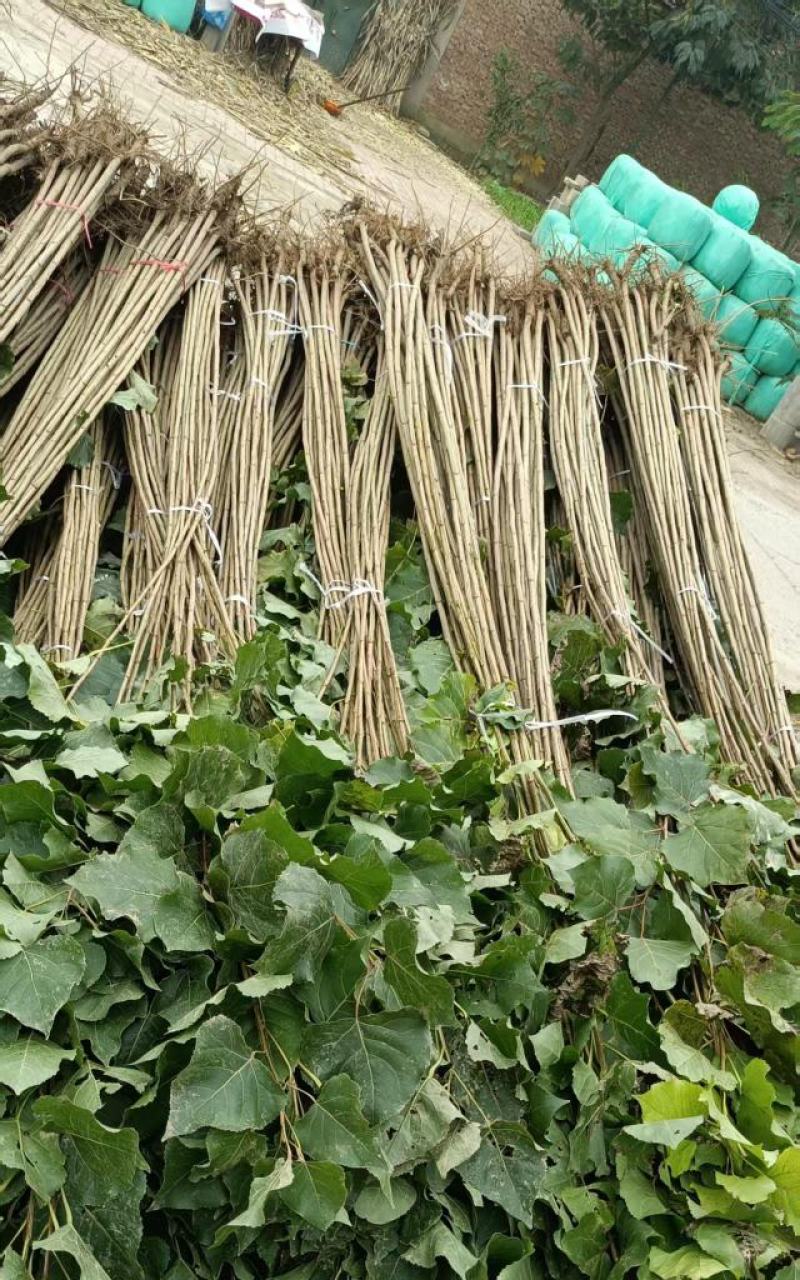 速生杨107，杨树苗大量上市，产地直发，品质保证