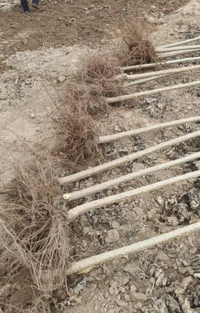 速生杨107，杨树苗大量上市，产地直发，品质保证