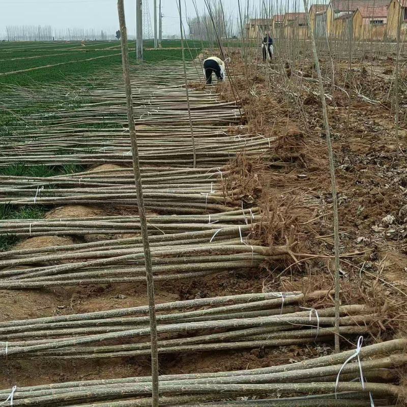 速生杨107，杨树苗大量上市，产地直发，品质保证