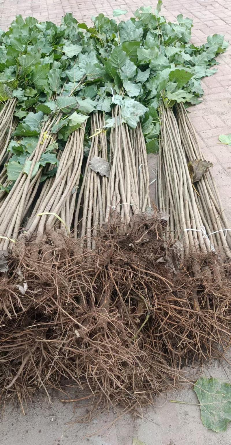 速生杨107，杨树苗大量上市，产地直发，品质保证