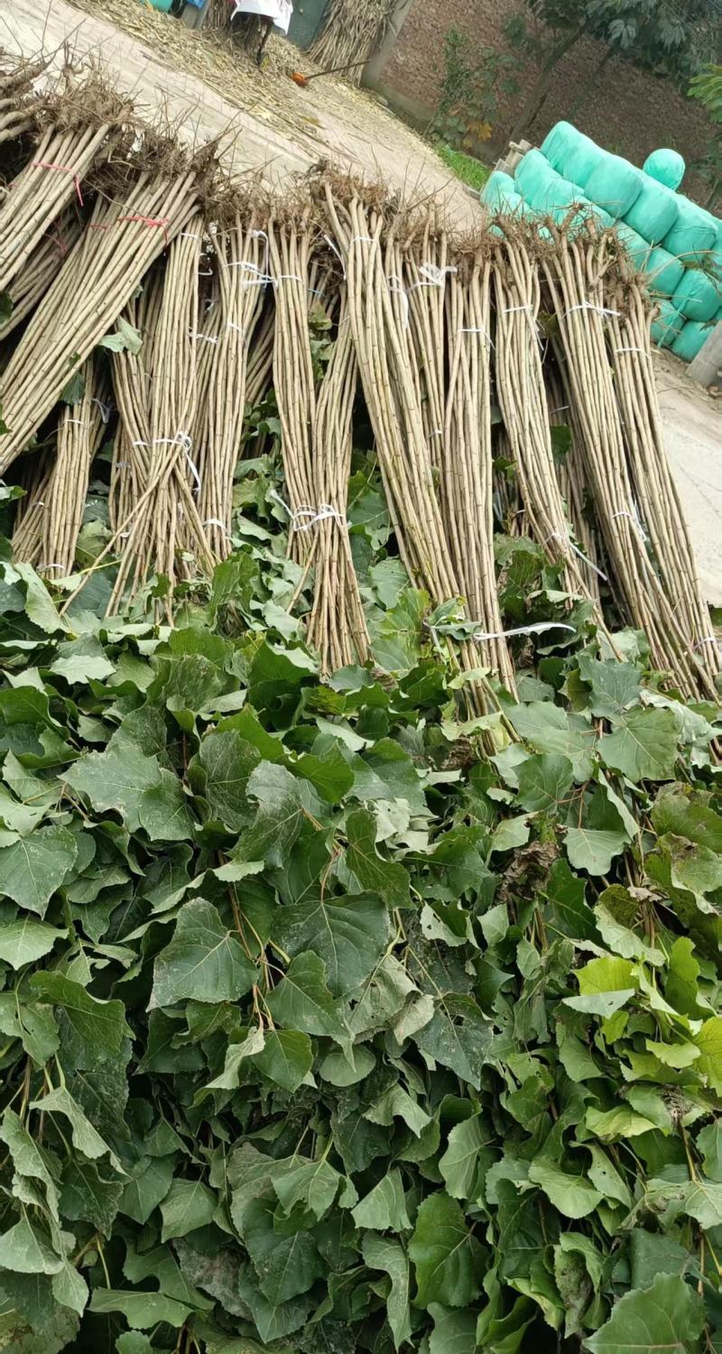 速生杨107，杨树苗大量上市，产地直发，品质保证