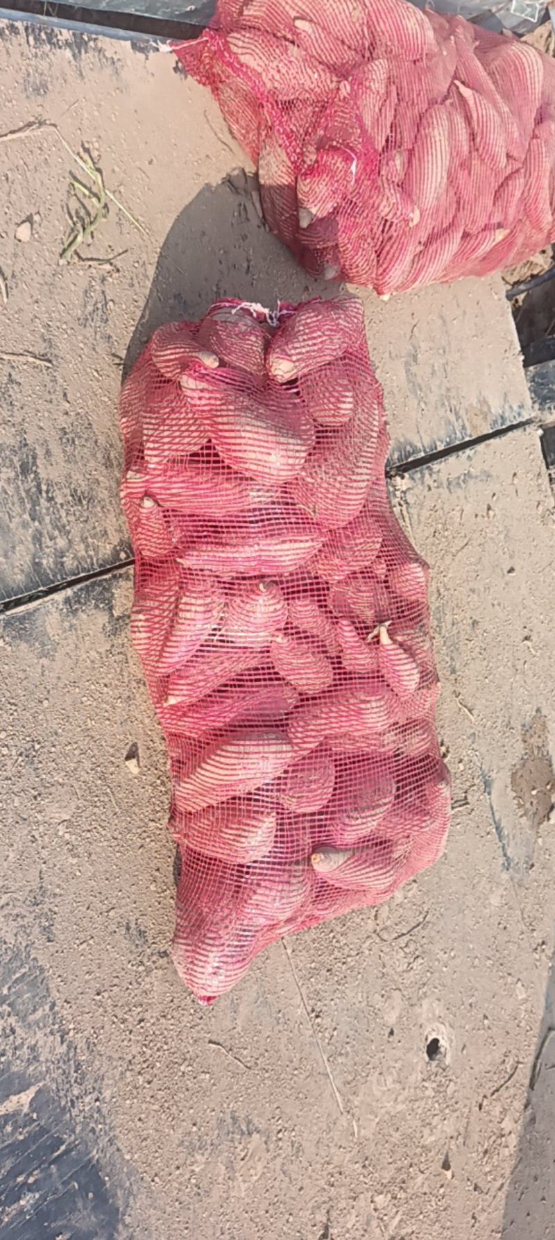 红薯