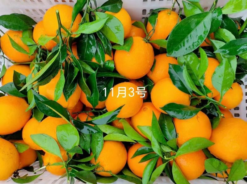 正宗赣南脐橙