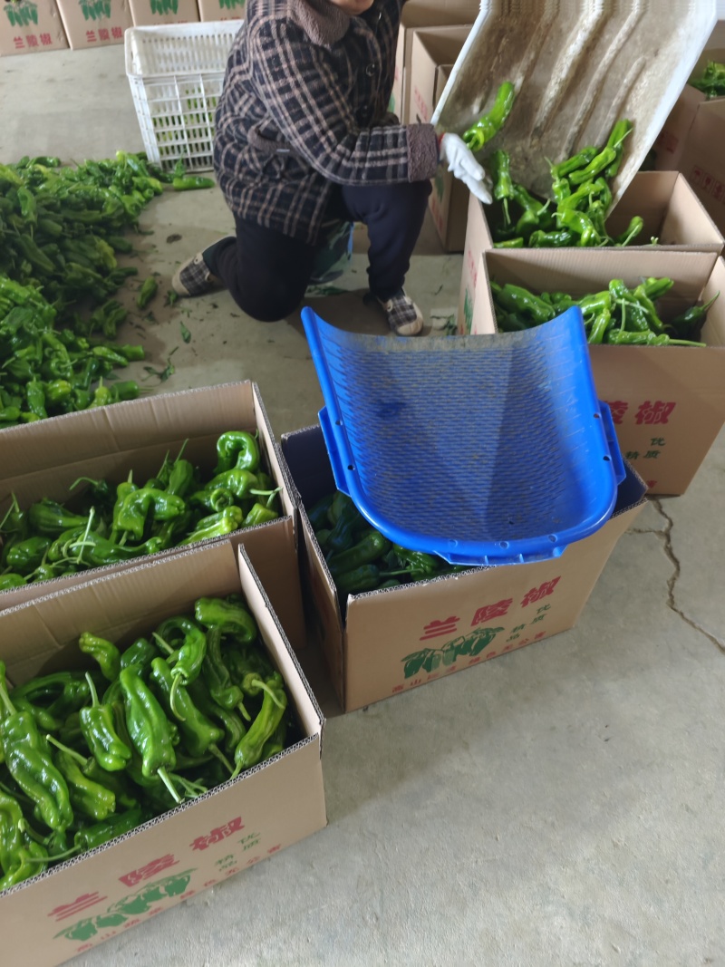 沭阳潼阳薄皮椒（优质、新鲜）