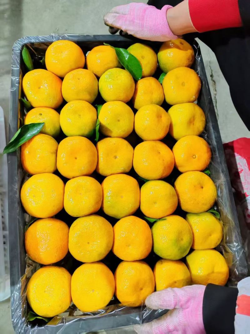 湖北精品蜜橘大量上市品质保证量大从优一手货源