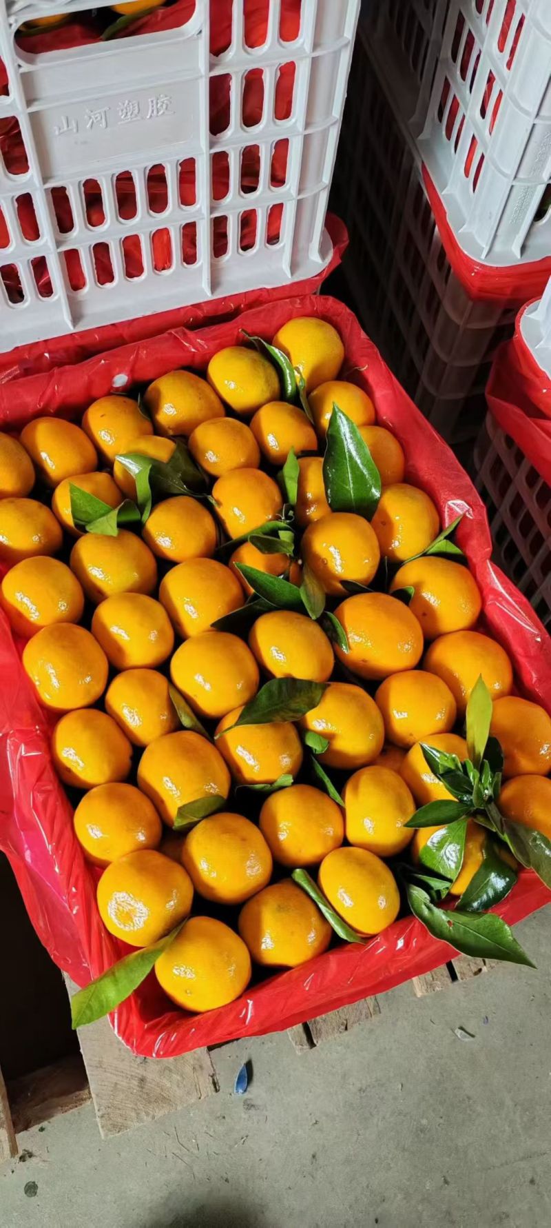 湖北精品蜜橘大量上市品质保证量大从优一手货源