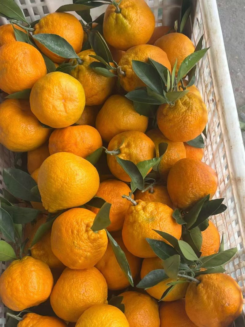 湖北精品纽荷尔脐橙大量上市品质保证量大从优一手货源