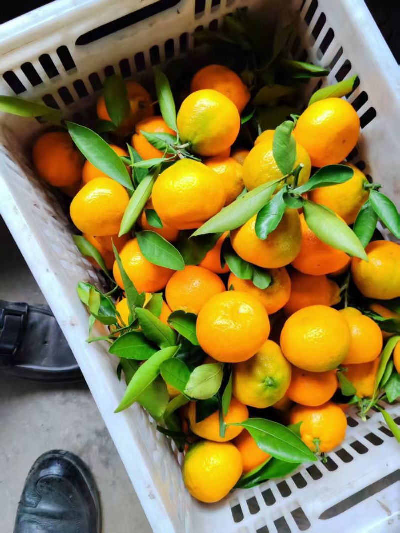 湖北精品纽荷尔脐橙大量上市品质保证量大从优一手货源