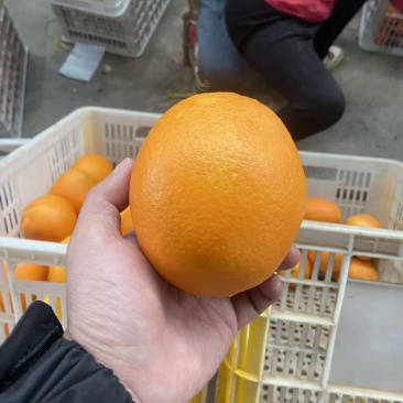 湖北精品纽荷尔脐橙大量上市品质保证量大从优一手货源