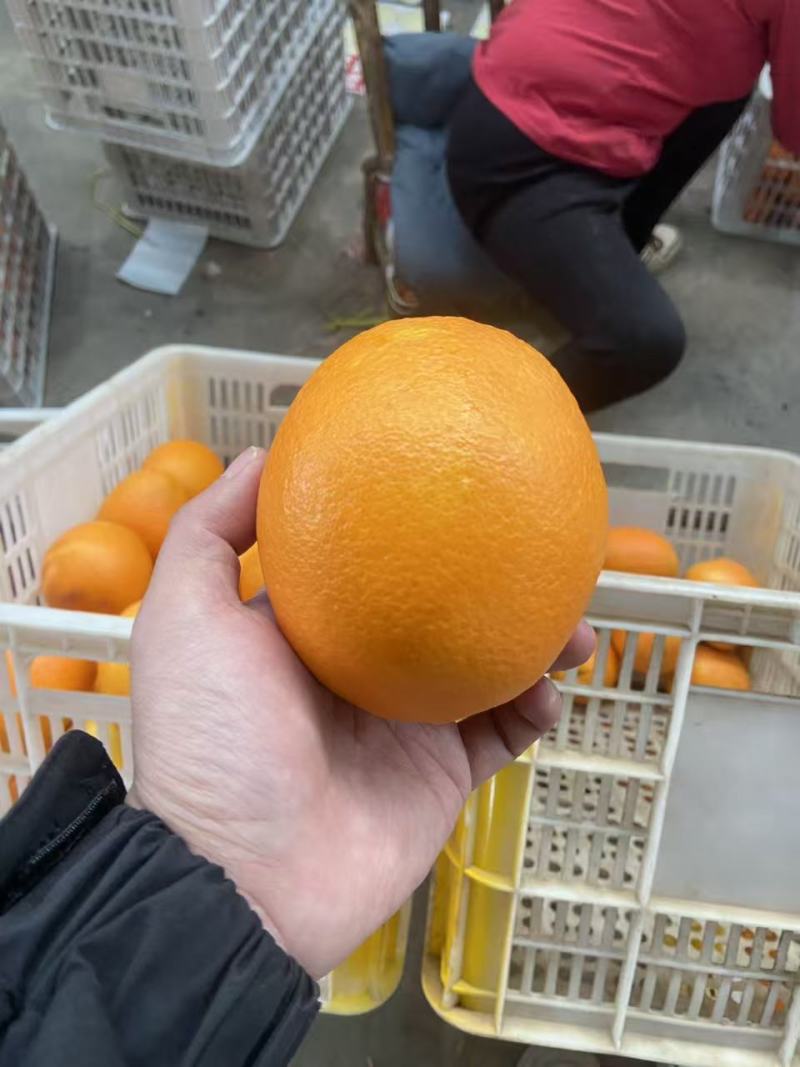 湖北精品纽荷尔脐橙大量上市品质保证量大从优一手货源