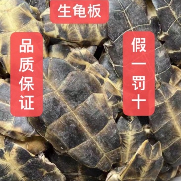 龟板源头好货产地直发好龟板品质保证量大从优