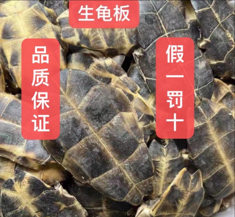 龟板源头好货产地直发好龟板品质保证量大从优