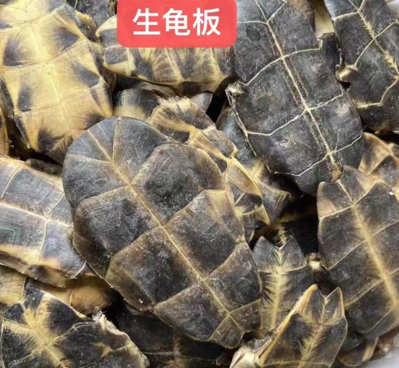龟板源头好货产地直发好龟板品质保证量大从优