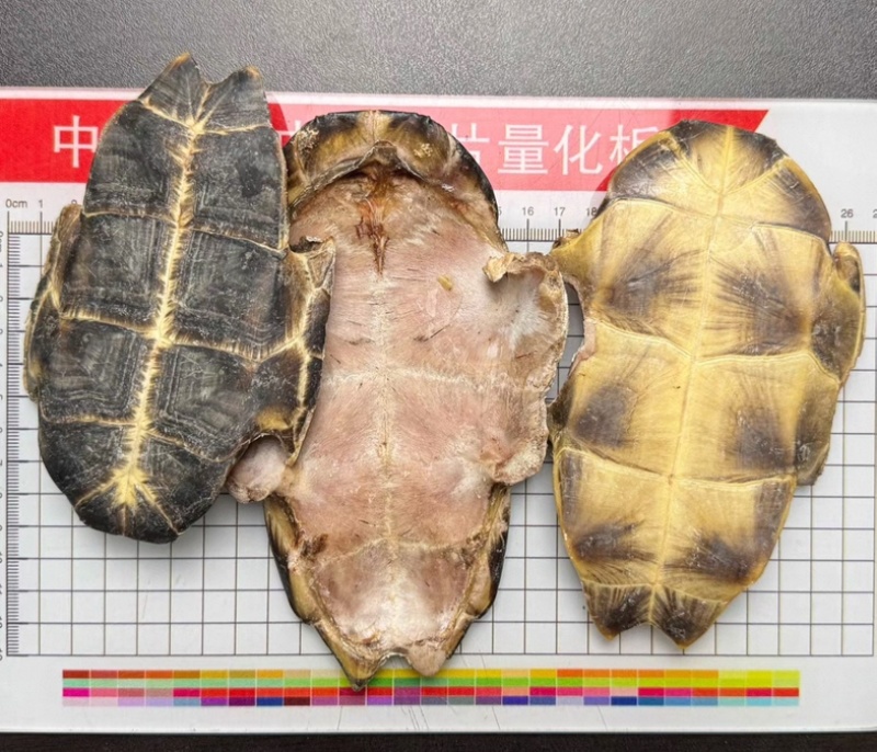 龟板源头好货产地直发好龟板品质保证量大从优