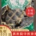 龟板源头好货产地直发好龟板品质保证量大从优