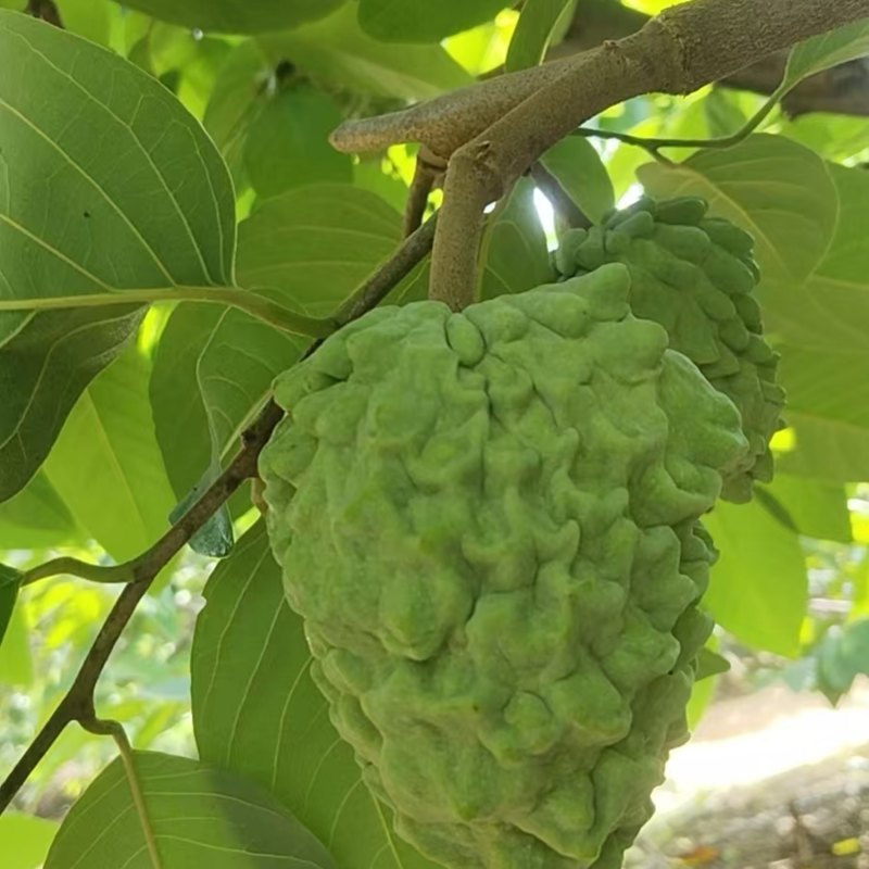 广西释迦果
