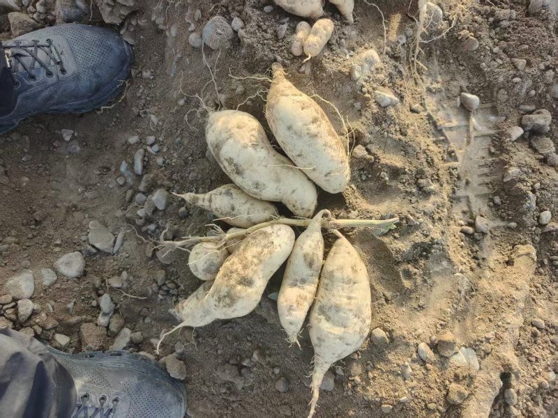 新疆喀什人参薯软糯香甜价格美丽质量好走货快欢迎询价