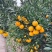 九月红脐橙湖北脐橙/皮薄多汁/现摘现发/欢迎来电咨询订购