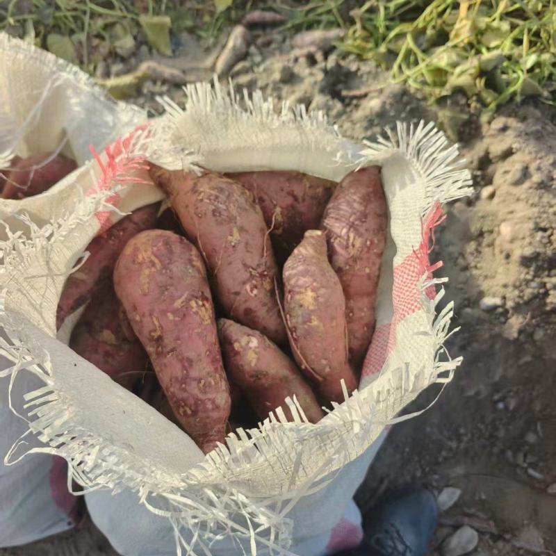新疆济薯26新鲜上市价格美丽对接全国量大从优欢迎采购热卖