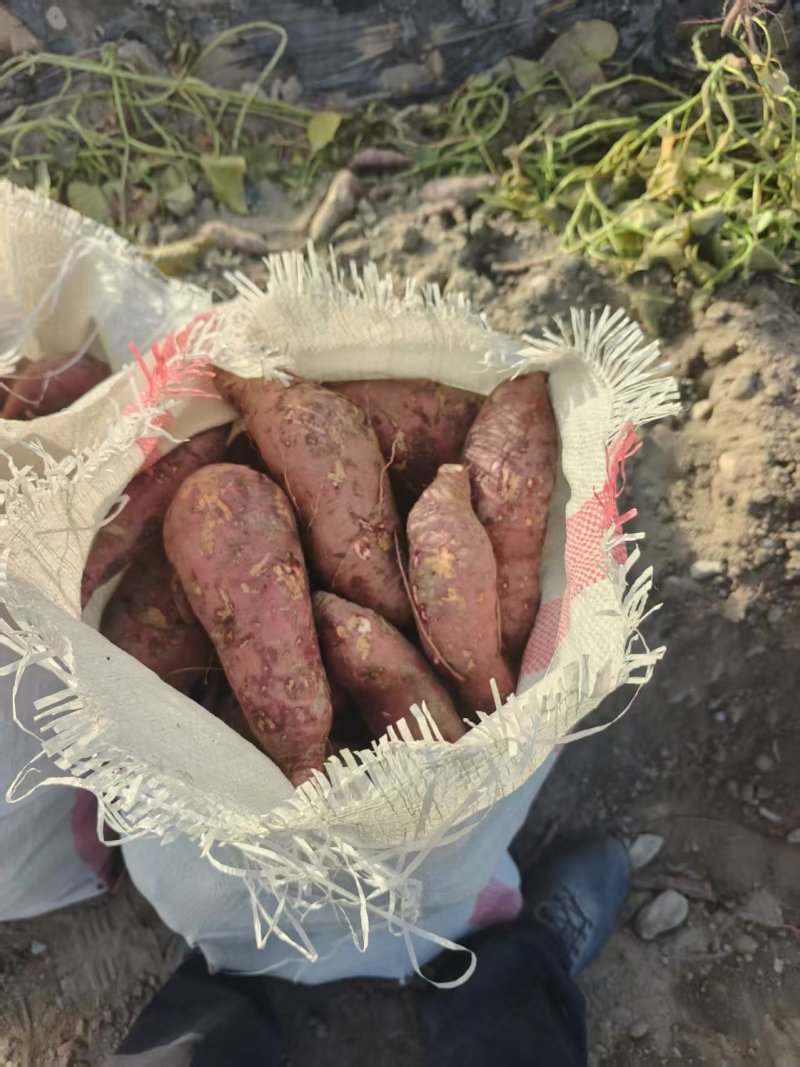 新疆济薯26新鲜上市价格美丽对接全国量大从优欢迎采购热卖