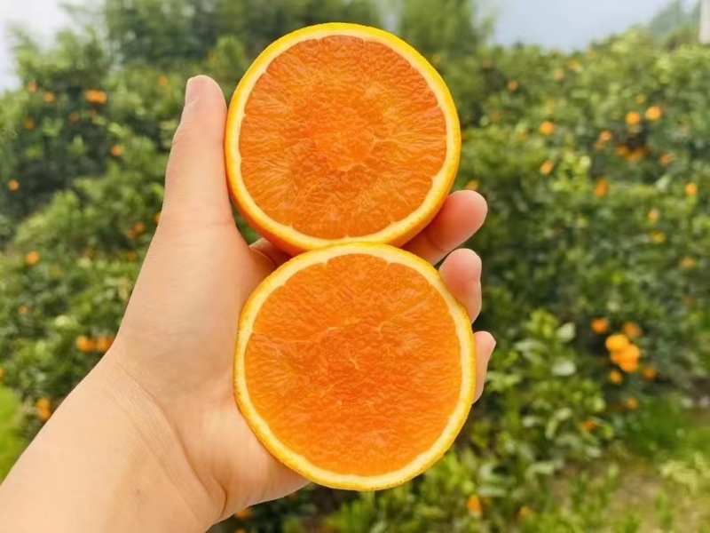脐橙九月红脐橙/湖北脐橙/现摘现发/规格齐全欢迎来电洽谈