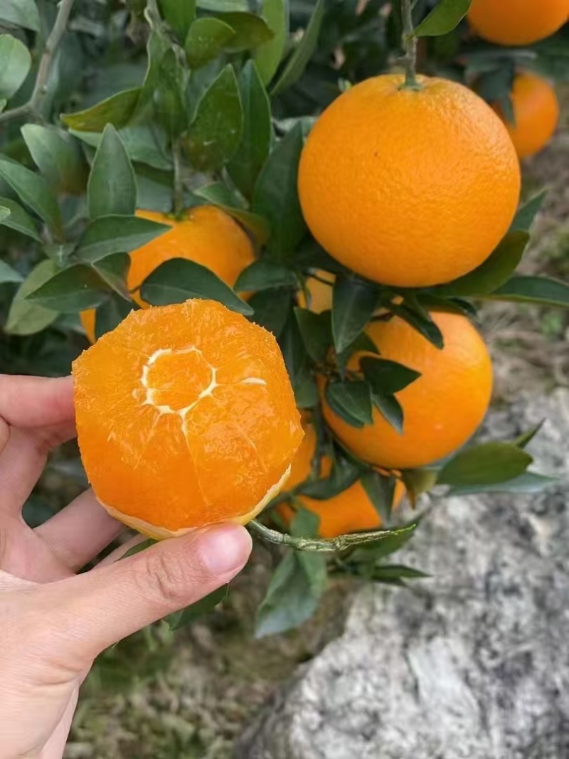 湖北脐橙九月红脐橙/产地一手货源/规格齐全/可视频看货