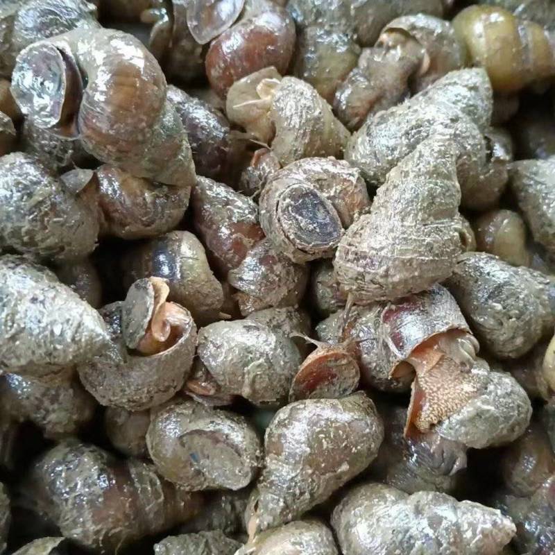 湖北薄壳螺狮大量接单产地直发量大从优欢迎来电