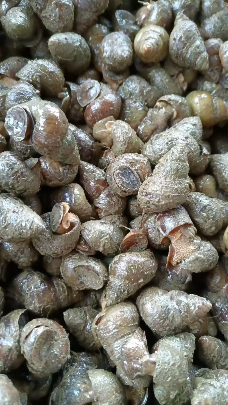 湖北薄壳螺狮大量接单产地直发量大从优欢迎来电