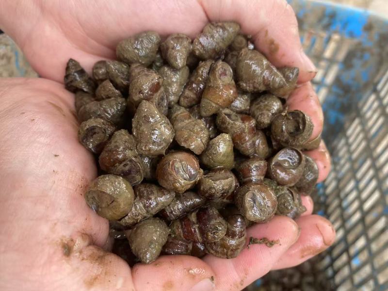 湖北薄壳螺狮大量接单产地直发量大从优欢迎来电