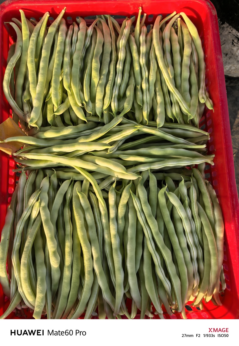 2025年11月精品白不老白芸豆持续供应