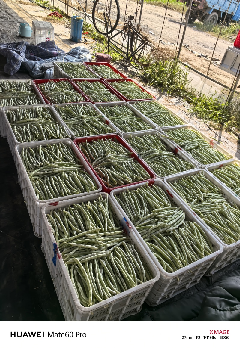 2025年11月精品白不老白芸豆持续供应