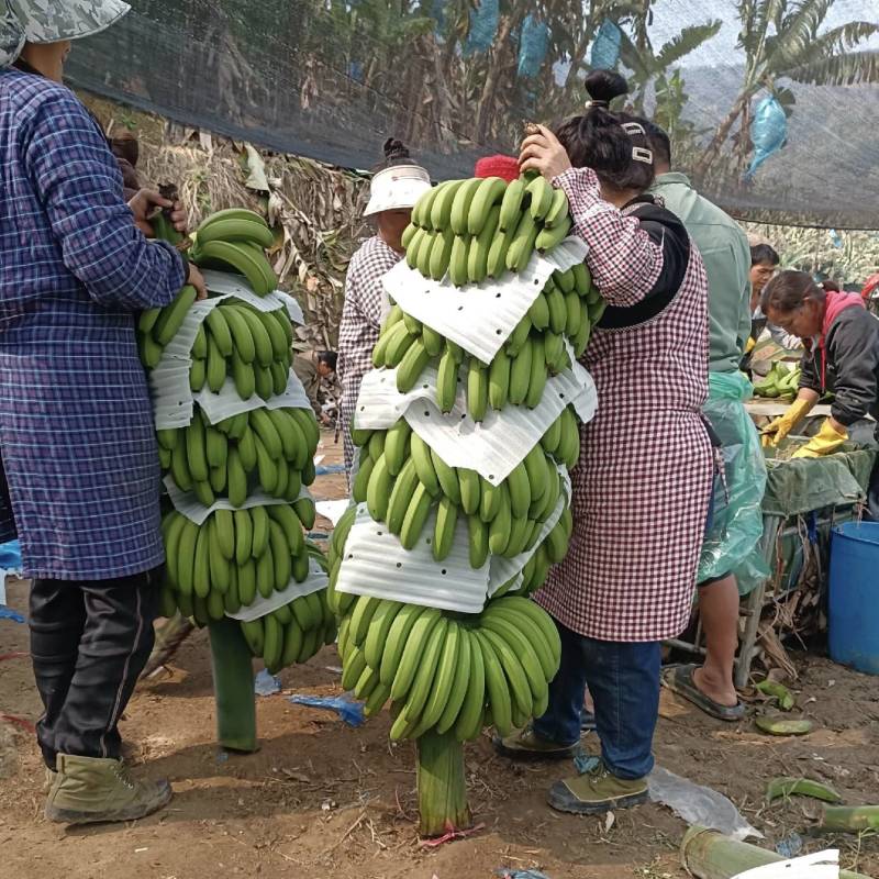 高山甜香蕉大量有货基地直供现摘现发品质优可对接商超欢迎咨
