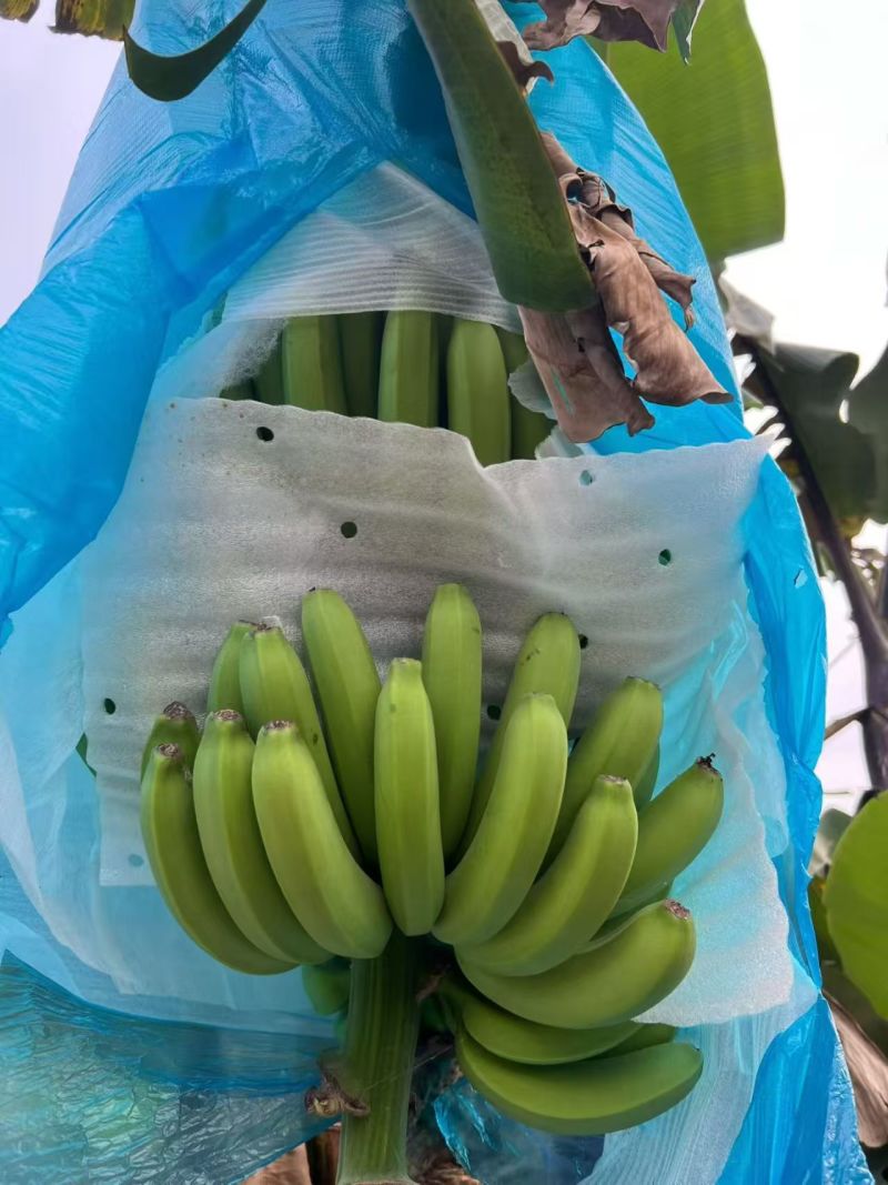 高山甜香蕉大量有货基地直供现摘现发品质优可对接商超欢迎咨